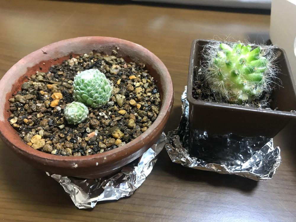 窓辺の画像 by ふわサボさんさん | 窓辺と巻絹とセンペルビブム属と高砂丸と多肉植物とサボテン小鉢と初心者と相談と100均サボテンとタニラー