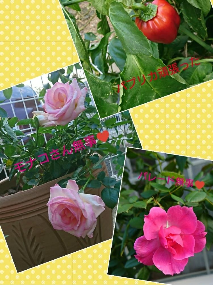 小さな庭の画像 by さば*さん | 小さな庭とピンク同好会とばら バラ 薔薇とプリンセストゥモナコ*と薔薇パレードと台風被害とバラ パレードと花のある暮らしと薔薇♪と家庭菜園奮闘日記とバラ・ミニバラ