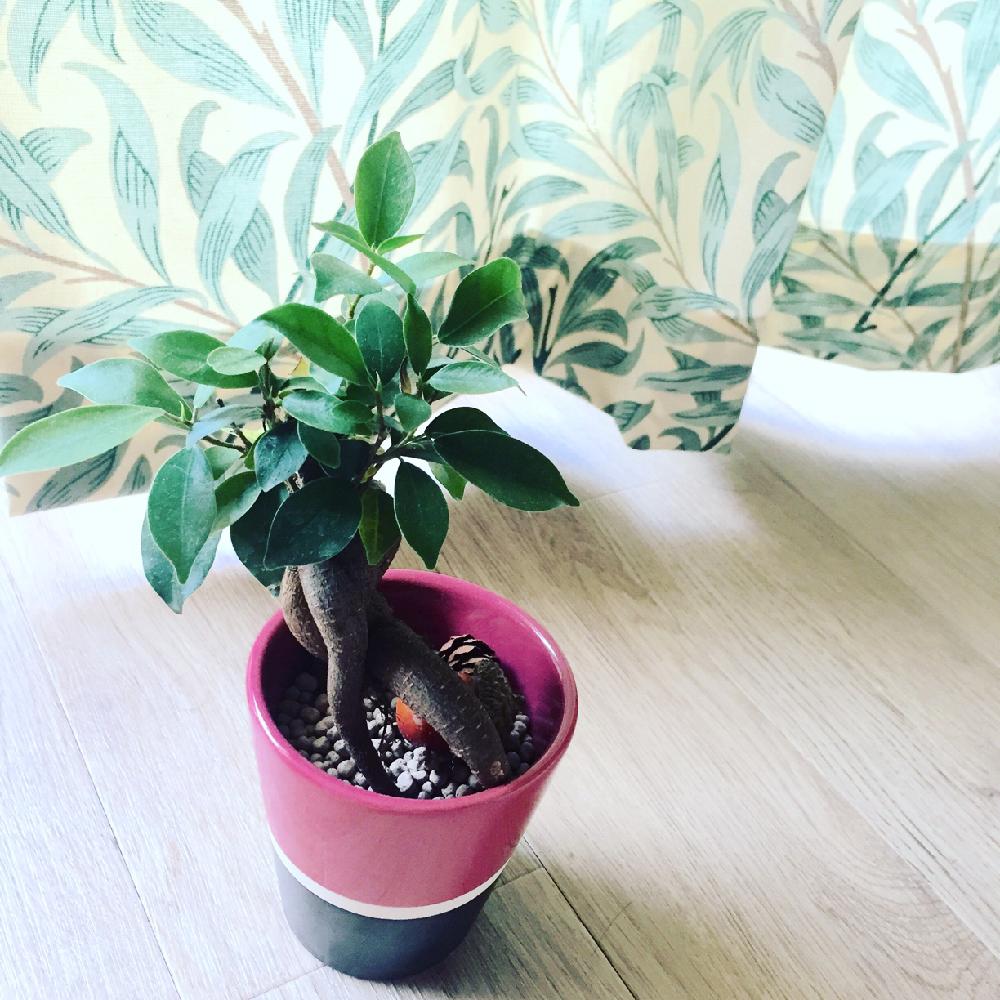 部屋の画像 by すぅさん | 部屋と植物だいすきと珍奇植物と ガジュマルとちょっとフシギちゃん
