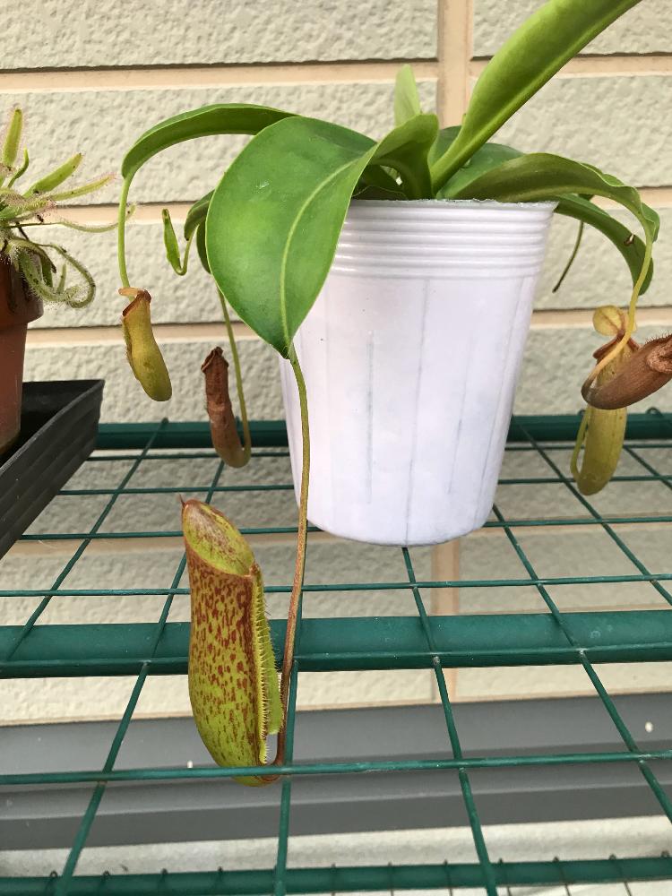 玄関の画像 by 春かいろさん | 玄関とウツボカズラと『食虫植物2018』コンテストと食虫植物と食虫植物・ウツボカズラとひとめぼれ