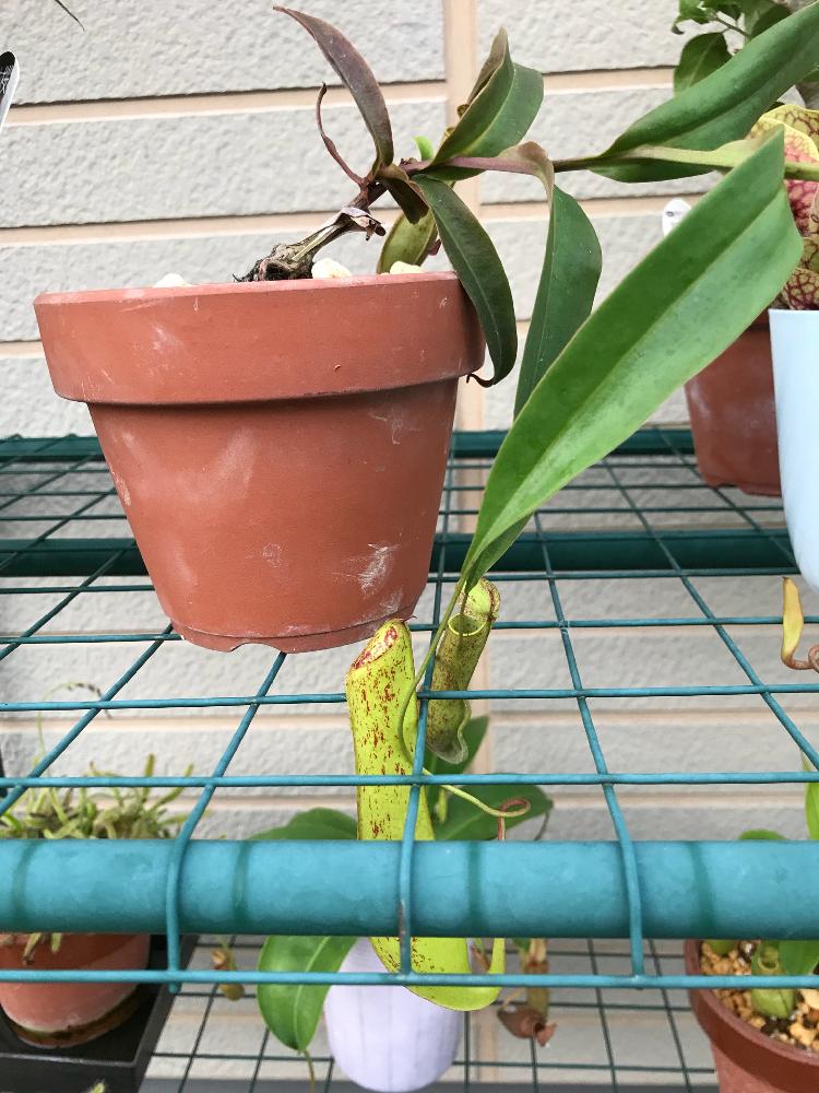 玄関の画像 by 春かいろさん | 玄関とウツボカズラとネペンテスと『食虫植物2018』コンテストと食虫植物・ウツボカズラと食虫植物と駄温鉢
