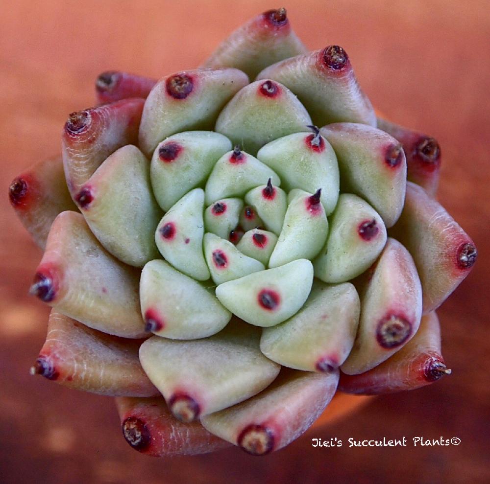 小さな庭の画像 by Jieiさん | 小さな庭とエケベリアとJiei's Succulent Plantsと多肉植物と多肉男子とボタニカルボーイとJiei's Garden Storyと植物男子とJiei's Garden®︎とわが家の多肉スペースとGS映えとJiei's Decorationと植中毒と今日の一枚とJiei's DesignとJiei's CollectionとJiei's Echeveria Collection®︎と珍奇植物と暴れ多肉とJiei's Share Happiness®︎とBotanical Boy