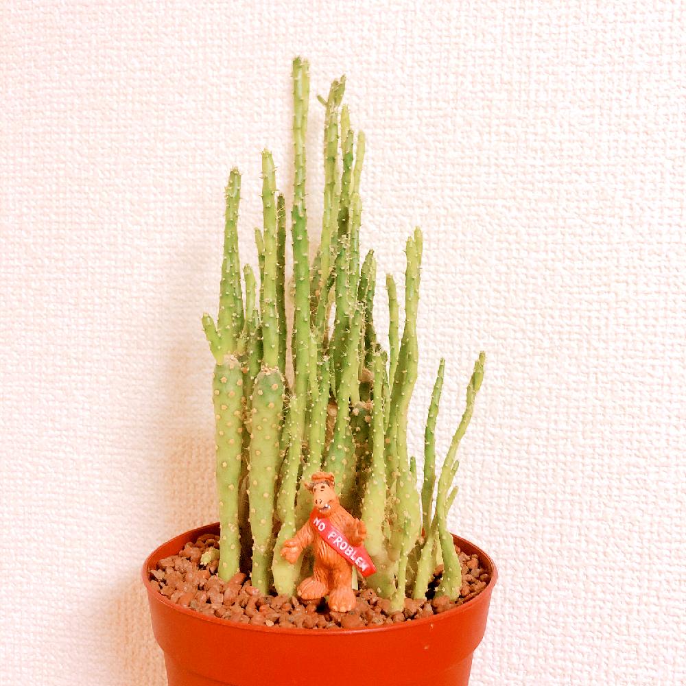 部屋の画像 by すぅさん | 部屋とサボテン科とちょっとフシギちゃんと生命の不思議と成長期