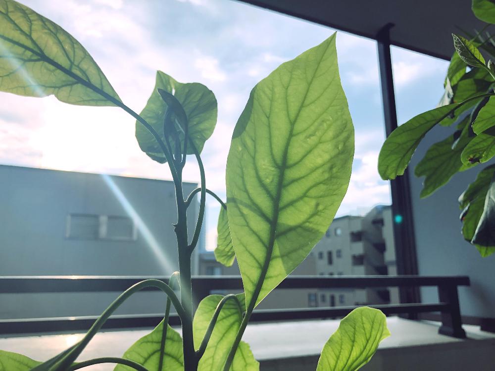 の画像 by marineblueさん | アボカドとavocadoとhass avocadoとアボカド鉢植えと観葉植物を楽しむと観葉植物と育てる楽しみとアボカド栽培とi love plantsと家庭菜園奮闘日記とアボカドの成長記録とバルコニスト