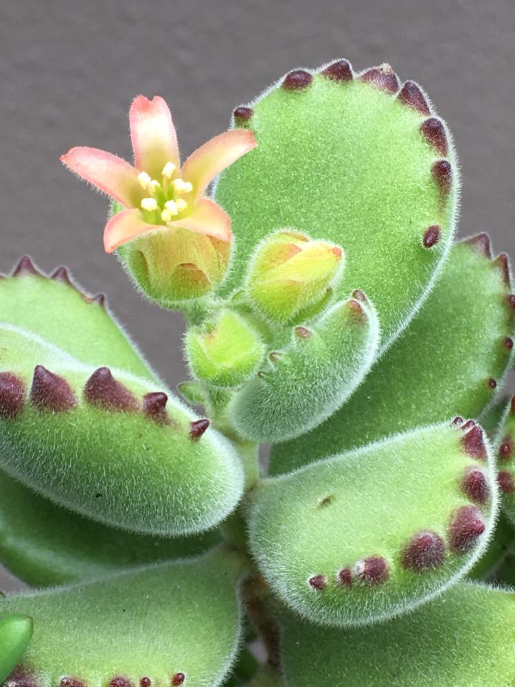 エクステリアの画像 by よよよさん | エクステリアと熊童子と多肉植物と岩手県と多肉の花とお気に入り!と ハッピーとありがとうと美しいと元気モリモリとタニラーと可愛いとぷっくり