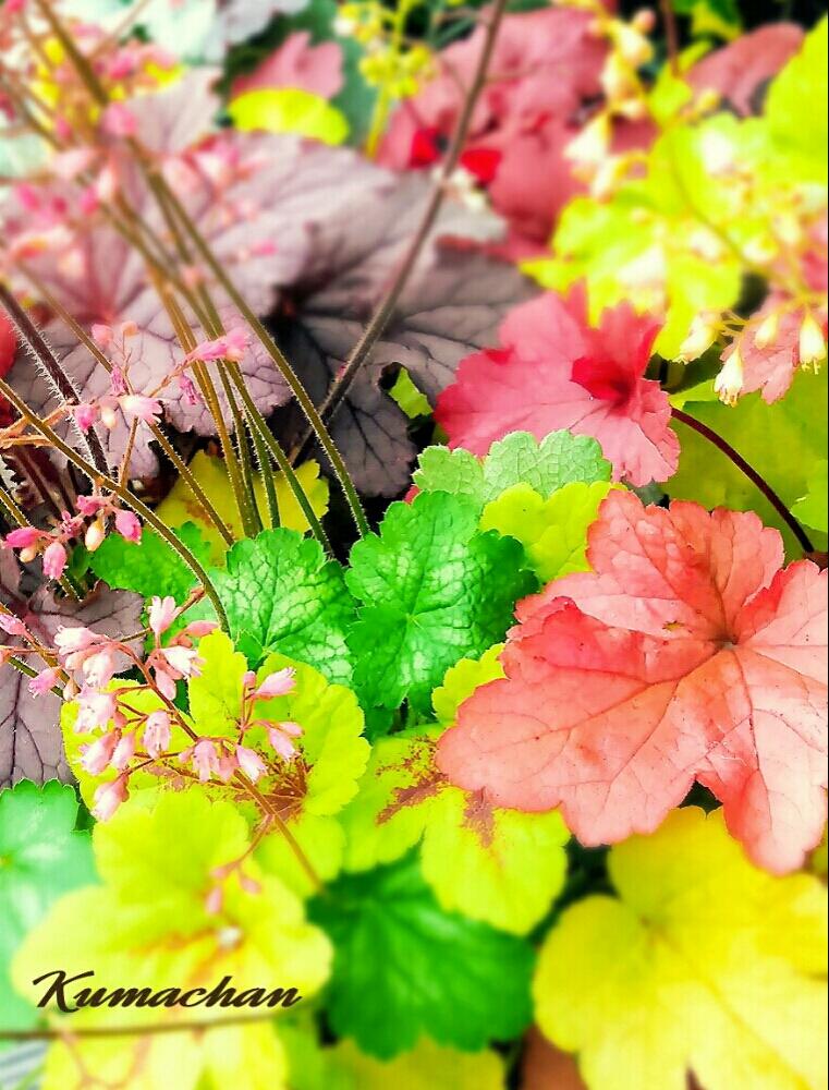 小さな庭の画像 by Kumachanさん | 小さな庭とHTCとキュンキュン乙女倶楽部とがんばれ♡と小さい秋見つけたと可愛い葉っぱと災害に負けないで✊とゆるキャラ倶楽部と12月生まれ♪と頑張れ♡えっこと頑張れ♡ばぁばさんと北の大地北海道