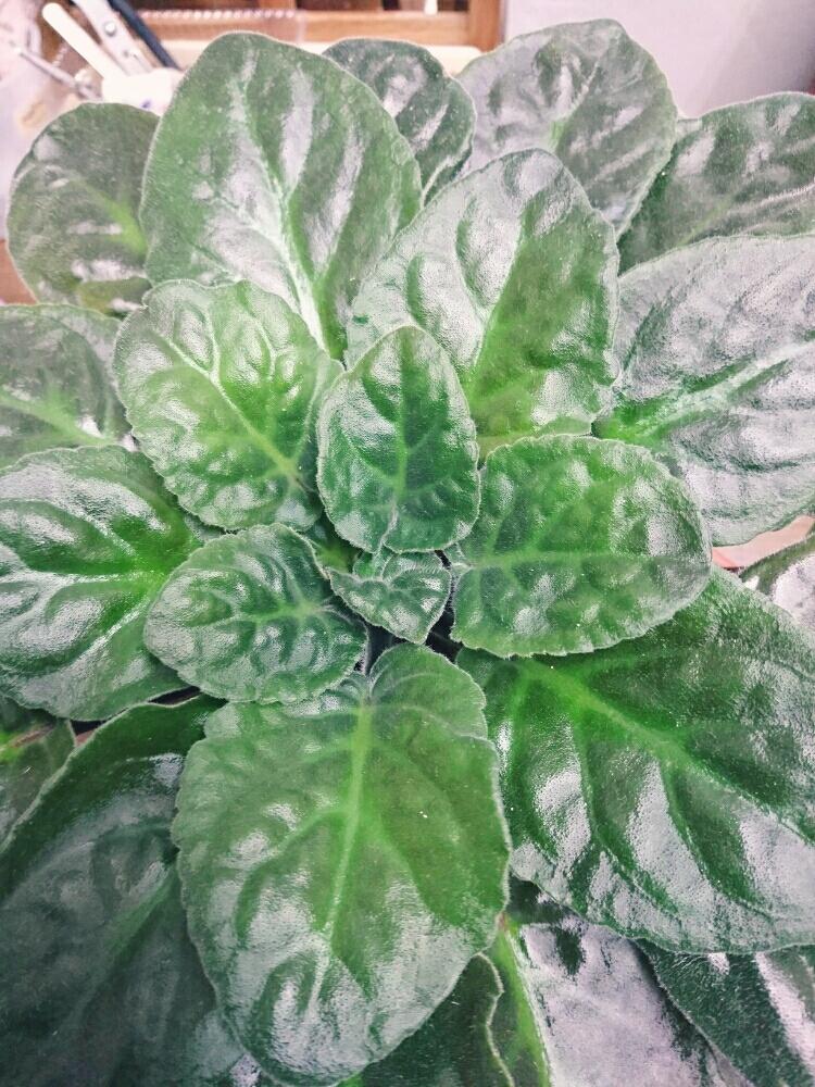 部屋の画像 by マッピーさん | 部屋と観葉植物とセントポーリア属とお花と セントポーリア