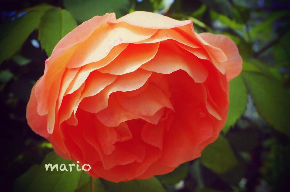お出かけ先の画像 by marioさん | お出かけ先と☆レディエマハミルトンとばら バラ 薔薇とGS映えとGS日和と植中毒と花のある暮らしとお花好きとオレンジ