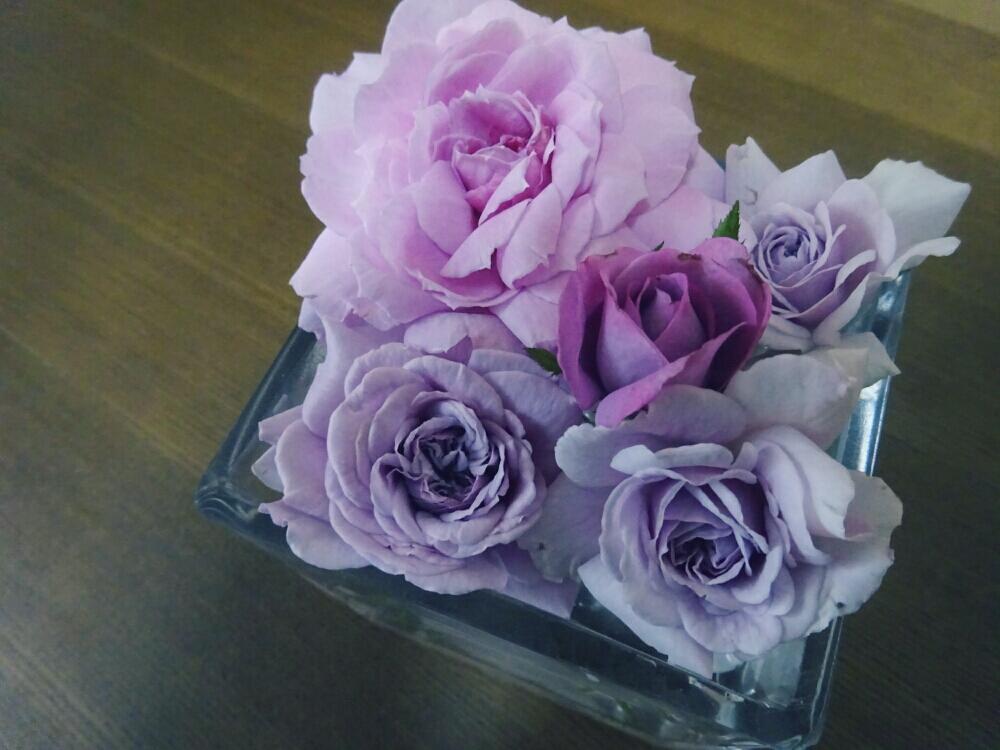 デスクの画像 by きらまるさん | デスクとブルーリバーとレイニーブルーとルシェルブルーとHTCと薔薇愛同盟と薔薇男子と薔薇に魅せられてとB型とバラのある暮らしとセクシーときれいな色と美しき薔薇様とたまらん!と花のある暮らしと青い花マニアとテンション⤴︎とバラを楽しむ