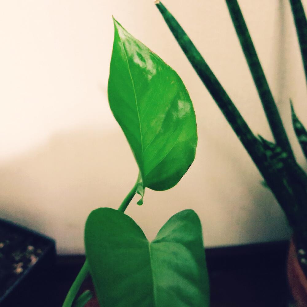 部屋の画像 by muuufkrさん | 部屋とポトスと観葉植物と植物のある暮らしとボタニカルライフと趣味は園芸。とグリーン!グリーン!グリーン!と癒しと綺麗なミドリとポトス♪とGS日和とno green no lifeとポトスパーフェクトグリーン。と癒されるとbotanical lifeと小さな幸せ♡といやされると癒しのひと時