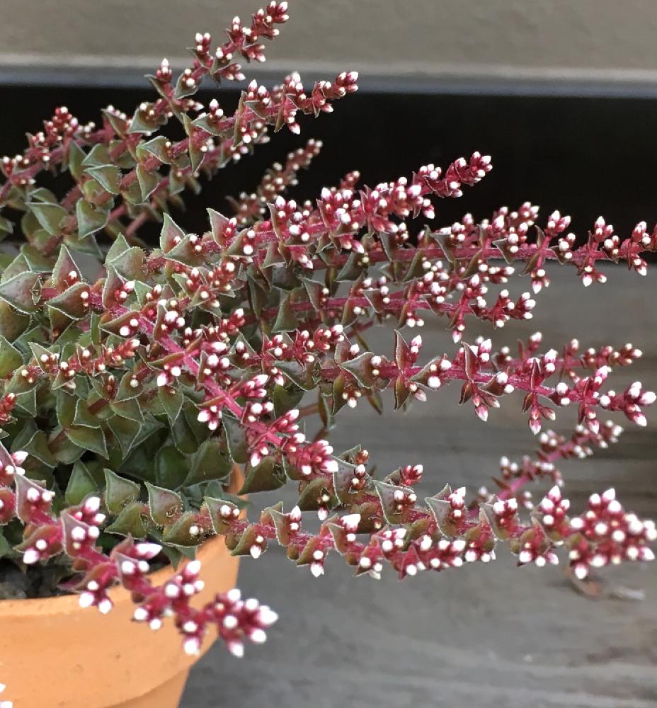 エクステリアの画像 by よよよさん | エクステリアと茜の塔と多肉植物と岩手県と多肉の花とお気に入り!と ハッピーとクラッスラ属とありがとうと美しいとタニラーと可愛い