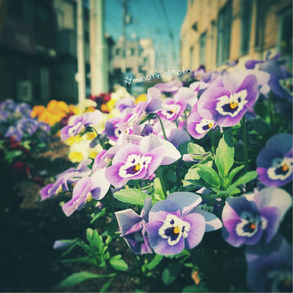 お出かけ先の画像 by richrichさん | お出かけ先とビオラとminorinophotoと写真と植物とまだまだ初心者とお花の目線とかわいいとfilmっぽく