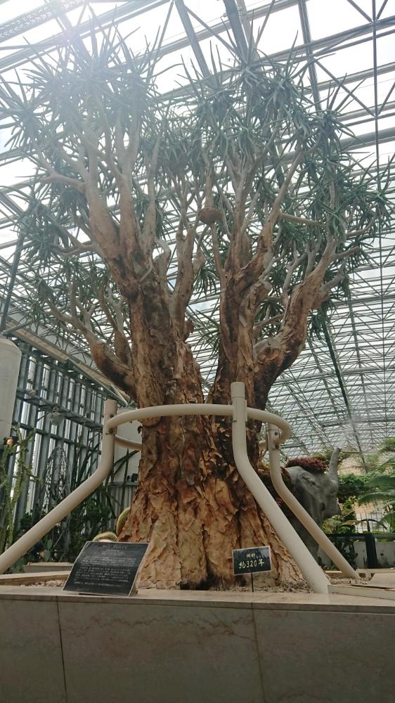 の画像 by つんさん | アロエディコドマと多肉植物と生命力と最高と奇跡の星の植物館とここで1日おれると巨大植物とGS映えと巨大多肉と多肉のある暮らしとGS日和と野生感と植中毒とプランツギャラリーと植え替え時期と可愛い〜♡とタニラーと花のある暮らしと運のなさ