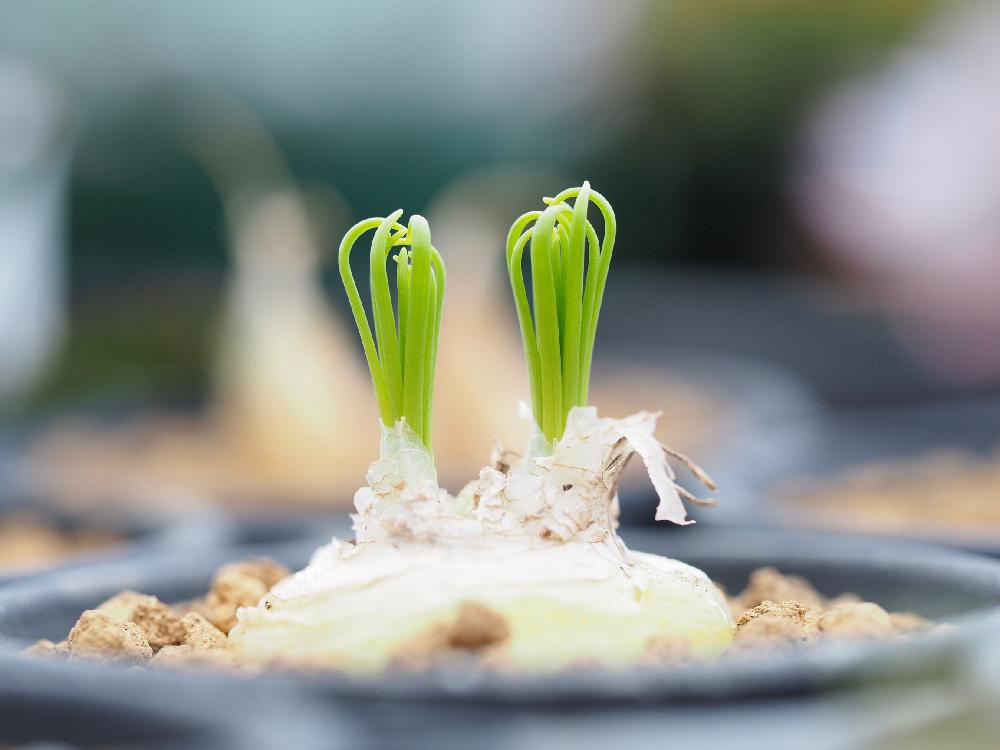 広い庭の画像 by Tenさん | 広い庭とアルブカ スピラリス フリズルシズルとアルブカ スピラリスと多肉植物と球根多肉と植物のある暮らしとアルブカ属とGS映えと多肉植物のある暮らしとクルクル葉っぱとケープバルブと成長記録とアートなTen写と珍奇植物と球根植物とビザールプランツとTen’sバルブ
