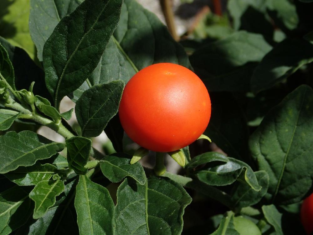 お出かけ先の画像 by あつしさん | お出かけ先とタマサンゴとナス科とナス属とSolanum pseudocapsicum