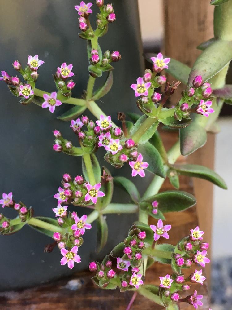エクステリアの画像 by よよよさん | エクステリアとツクバネと多肉植物と岩手県と多肉の花とお気に入り!と ハッピーとクラッスラ属とピンク❤︎ピンクとありがとうと元気モリモリとタニラーと可愛い