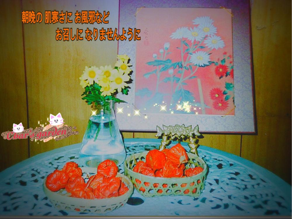 窓辺の画像 by チャーさん | 窓辺とホオズキとバルコニストとたいふうと猫好きと器とお花のフォトコンテスト2018とスマホビビット撮影と季節を感じる♪とチャーさんのリポートと季節の 便りとチャーさんの 里山歩きとチャーさんのベランダ便りとナチュラルベランダガーデニング
