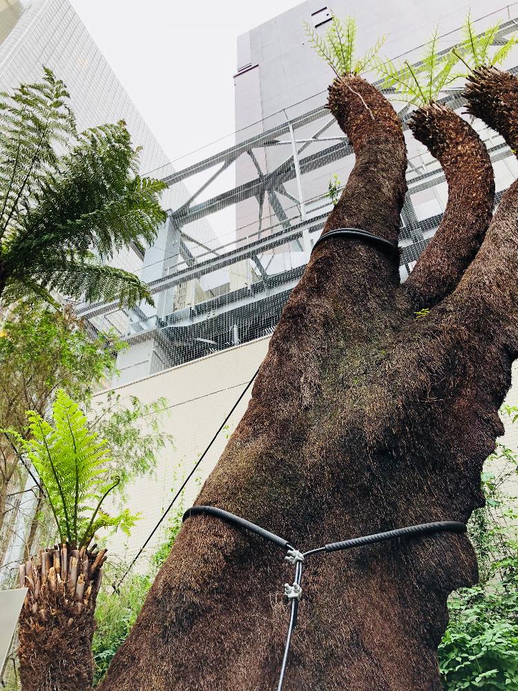 の画像 by らりるん♪さん | ディクソニアとシダと『シダ植物』コンテストとシダ植物と銀座ソニーパーク