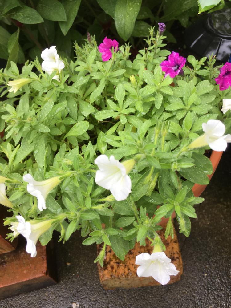 玄関の画像 by toshi0111さん | 玄関と雨に輝くと千葉県と9月の花と今日の一枚❤と北の大地北海道とワクワクさんとGS映えとGS日和とカリブラコア☆と台風21号被災者応援と花のある暮らしと頑張れ♡えっこ