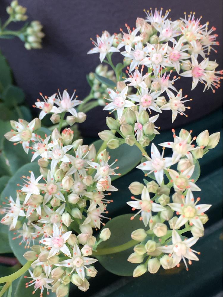 エクステリアの画像 by よよよさん | エクステリアとツガルミセバヤと多肉植物と岩手県と多肉の花とお気に入り!と ハッピーとありがとうと美しいとタニラーと可愛い