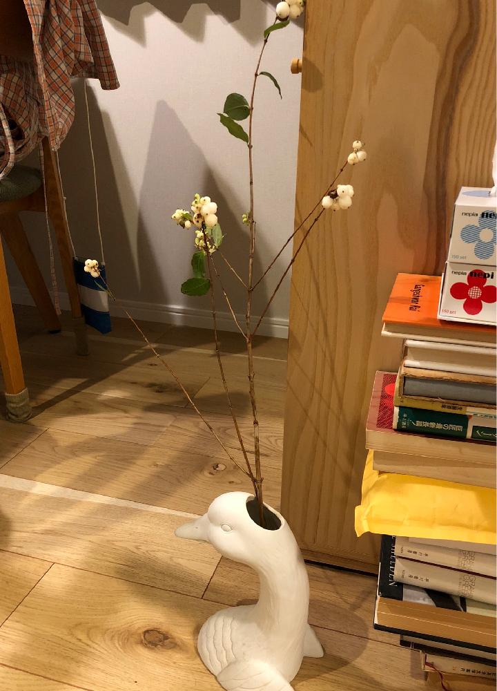 部屋の画像 by ポポラスさん | 部屋とシンフォリカルポスと花のある暮らしとスイカズラ科と枯れかけ