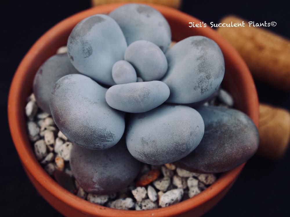 小さな庭の画像 by Jieiさん | 小さな庭とJiei's Succulent Plantsと多肉植物と多肉男子とボタニカルボーイとJiei's Garden Storyと植物男子とJiei's Garden®︎とわが家の多肉スペースとJiei's Container GardenとGS映えとJiei's Decorationと植中毒と今日の一枚とJiei's DesignとJiei's CollectionとJiei's Echeveria Collection®︎と珍奇植物と暴れ多肉とJiei's Share Happiness®︎とBotanical Boy