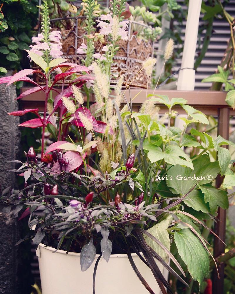 小さな庭の画像 by Jieiさん | 小さな庭とシュウメイギクとボタニカルボーイとJiei's Garden Storyと植物男子とJiei's Garden®︎とJiei's Container GardenとGS映えとJiei's FlowersとJiei's Decorationと植中毒と今日の一枚とJiei's DesignとJiei's CollectionとContainer Gardenと男の寄せ植えと珍奇植物と暴れ多肉と花のある暮らしとJiei's Share Happiness®︎とBotanical Boy