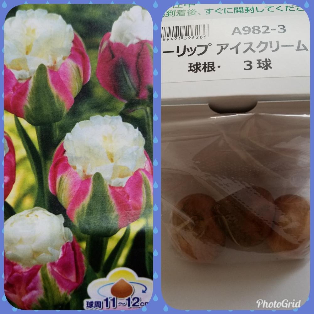 の画像 by MIKU♡さん | 秋植え球根と チューリップとがんばれ北海道と北海道胆振東部地震と道産子魂