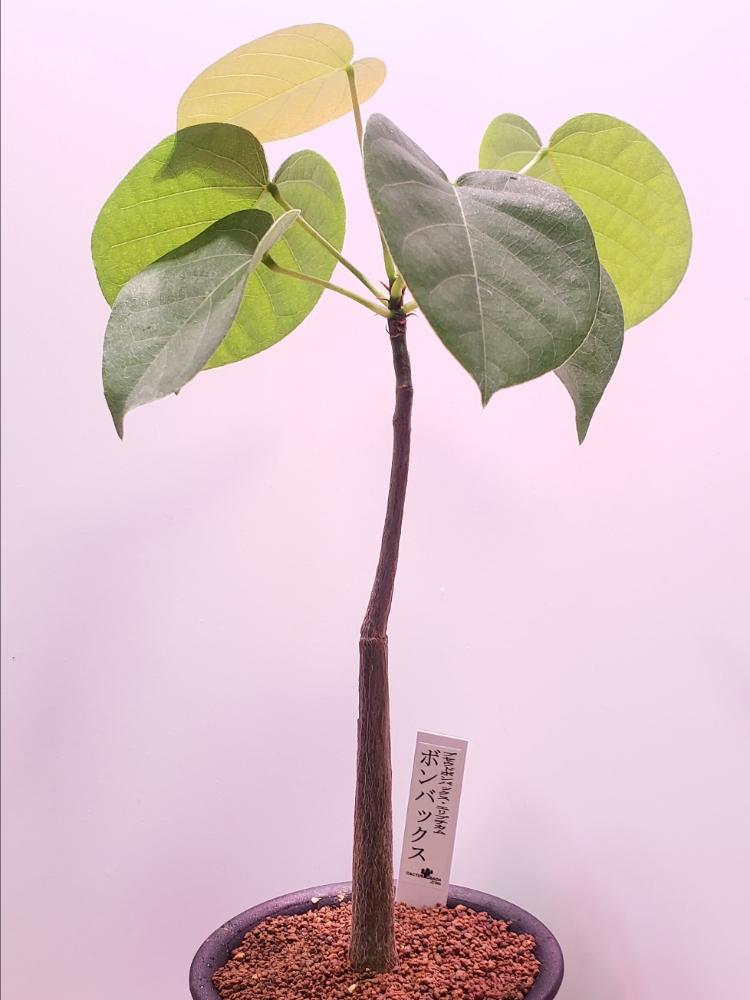 部屋の画像 by tanoさん | 部屋とボンバックスとプセウドボンバックスと多肉植物と男前植物と『コーデックス』コンテストとGS映えとGS日和と今日の戦利品とCaudexと植中毒とタニラーと珍奇植物