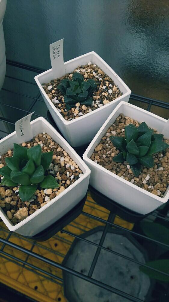 の画像 by mikiさん | 多肉植物と軟葉系ハオルチアとハオルチア属とHaworthia:ハオルチア/ハオルシアと緑のある暮らしとハオルチア(ハオルシア)女子