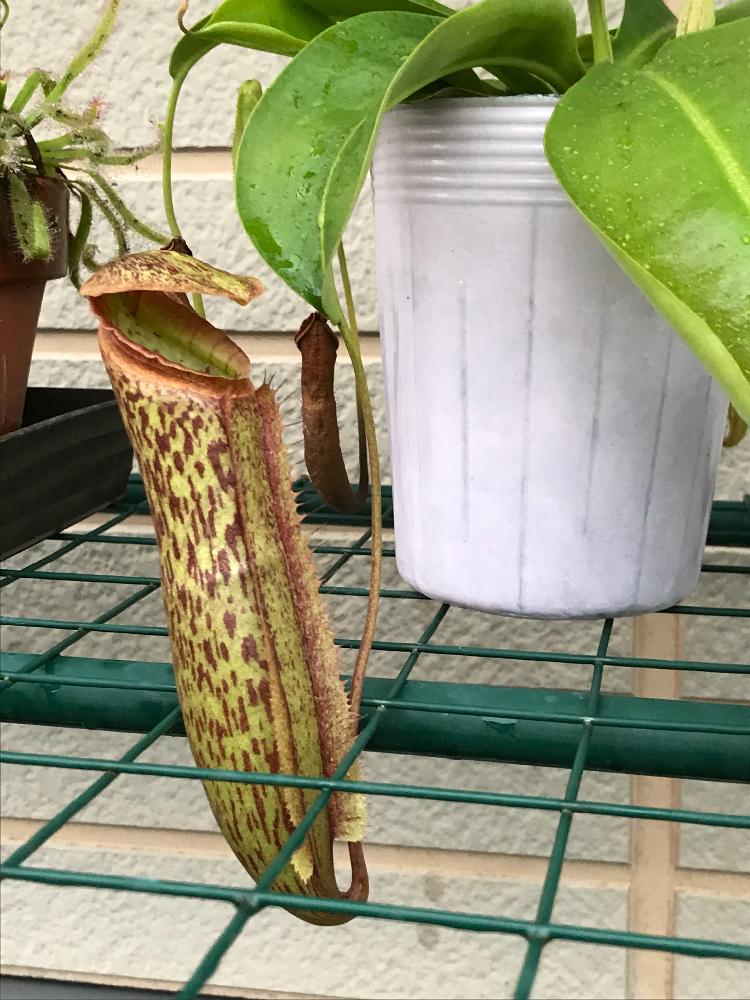 玄関の画像 by 春かいろさん | 玄関とウツボカズラと食虫植物と食虫植物・ウツボカズラとひとめぼれと珍奇植物と『食虫植物2018』コンテスト