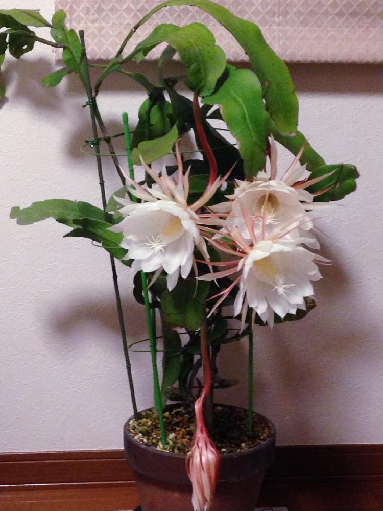 部屋の画像 by らんさん | 部屋とゲッカビジンとゲッカビジンの葉っぱ