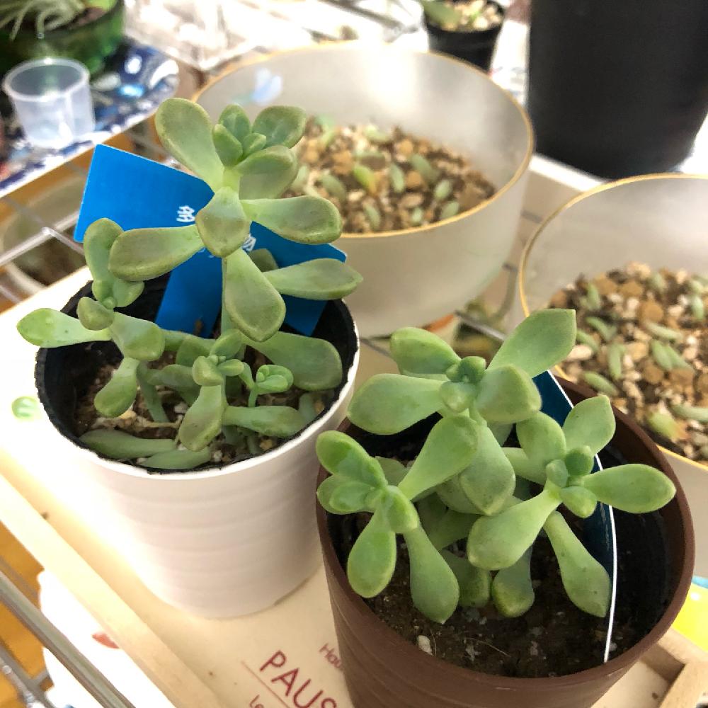 部屋の画像 by ナナツメさん | 部屋とミリナエと多肉植物とタニラーとおおきくなあれとタニク初心者とDAISO産と増えるよ増える