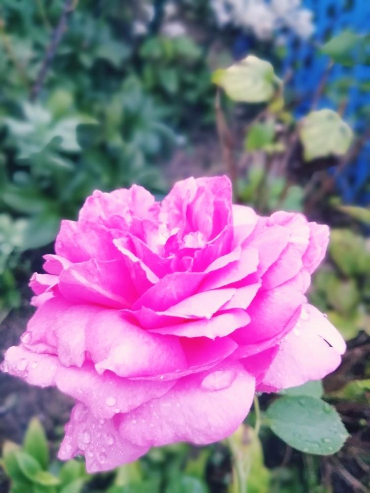 小さな庭の画像 by 律さん | 小さな庭と薔薇愛同盟とお花大好き♡と薔薇に魅せられてと北の大地北海道と台風21号被災者応援とキティさん頑張ってとガーデニングと花のある暮らし