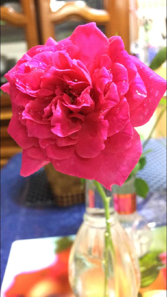 キッチンの画像 by 花が好きさん | キッチンと薔薇とパレードといつも笑顔で〜〜♡と薔薇愛同盟とありがとう♡と花のある世界♡といい感じ♪♪と小さな庭♡ととても癒される♡と今日も頑張ろう❣️とガーデニングと花のある暮らしと花が好きです♡♡♡と可愛いね♡