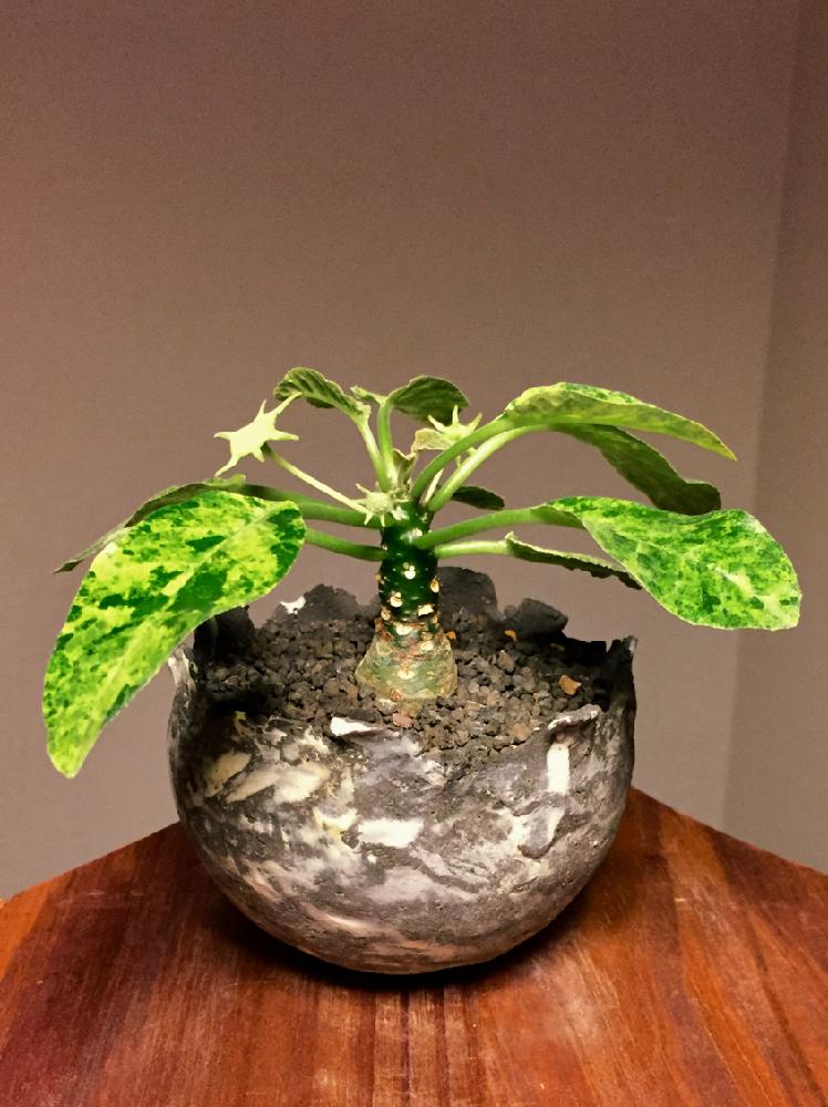 窓辺の画像 by ようさん | 窓辺と多肉植物と観葉植物と植物男子とグリーンインテリアとドルステニアと『コーデックス』コンテストとCodexとGS日和とコーデックスと植中毒とコンテナガーデンと塊根植物とタニラーと珍奇植物と花のある暮らしとビザールプランツとインテリアグリーンとバルコニスト