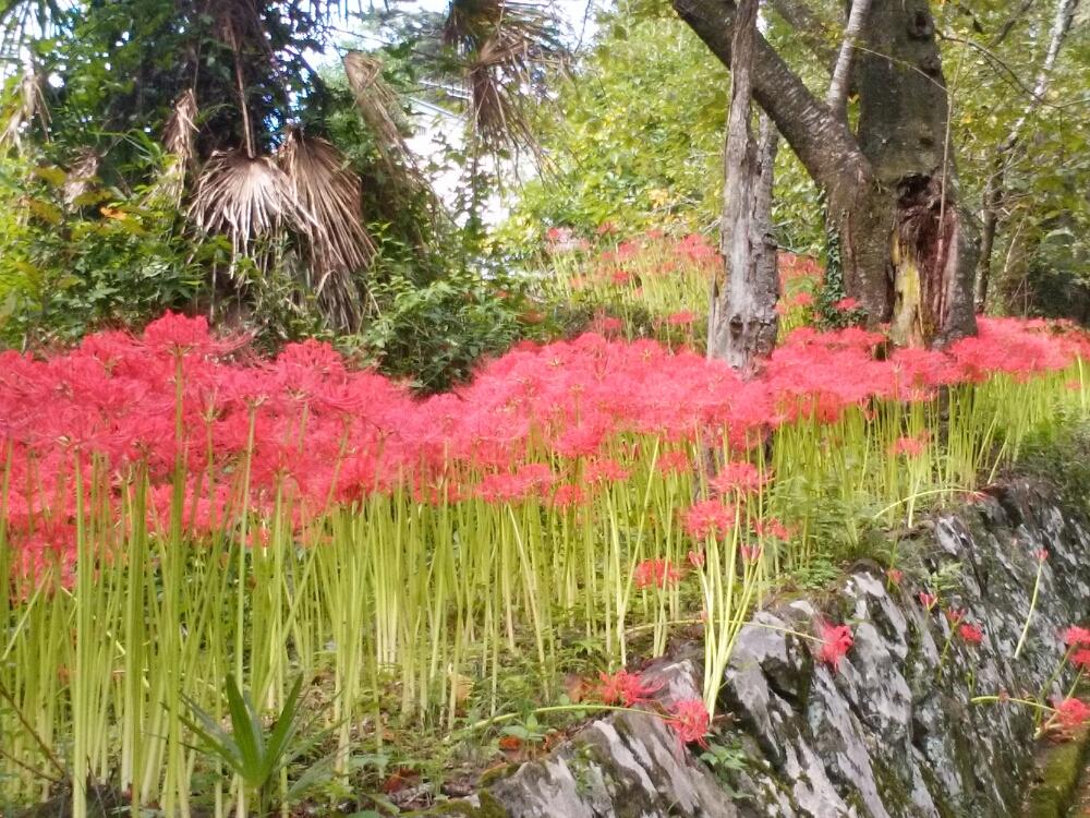 お出かけ先の画像 by moonさん | お出かけ先とヒガンバナと神社と秋だねと秋の花と赤い花