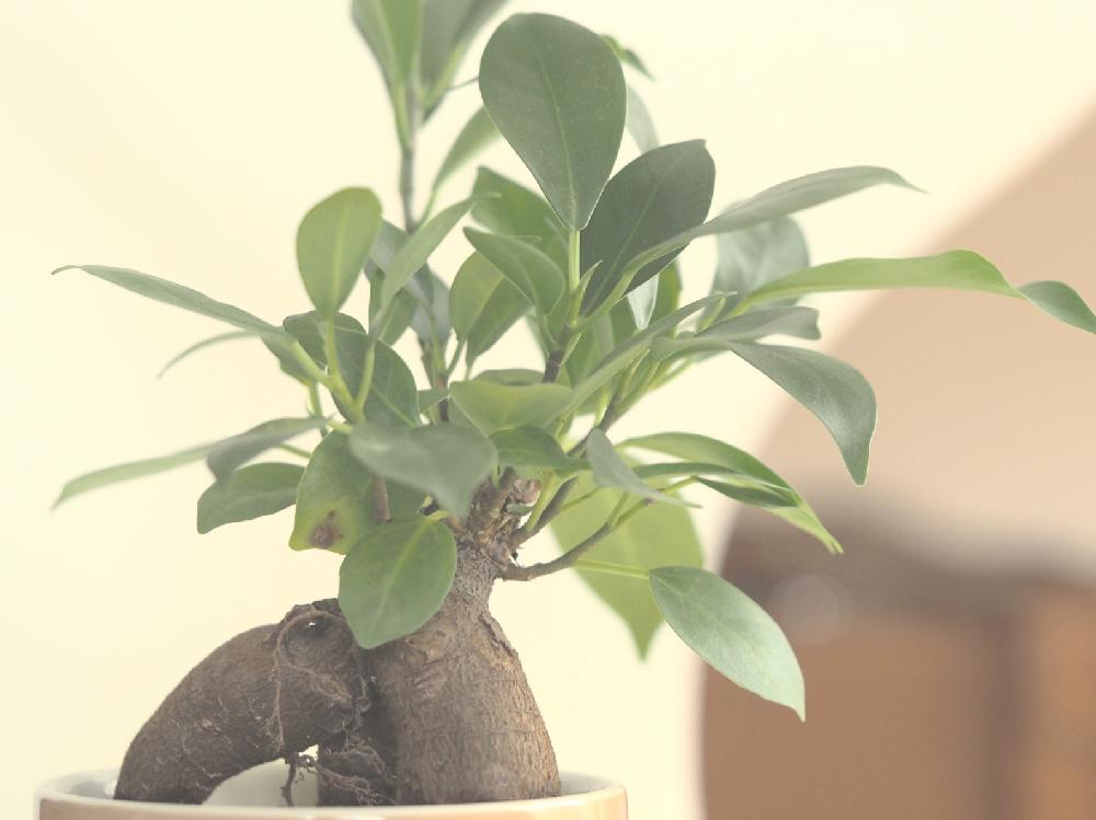 部屋の画像 by だいすけさん | 部屋とガジュマルと鉢植えと癒し空間と観葉植物と青山フラワーマーケット