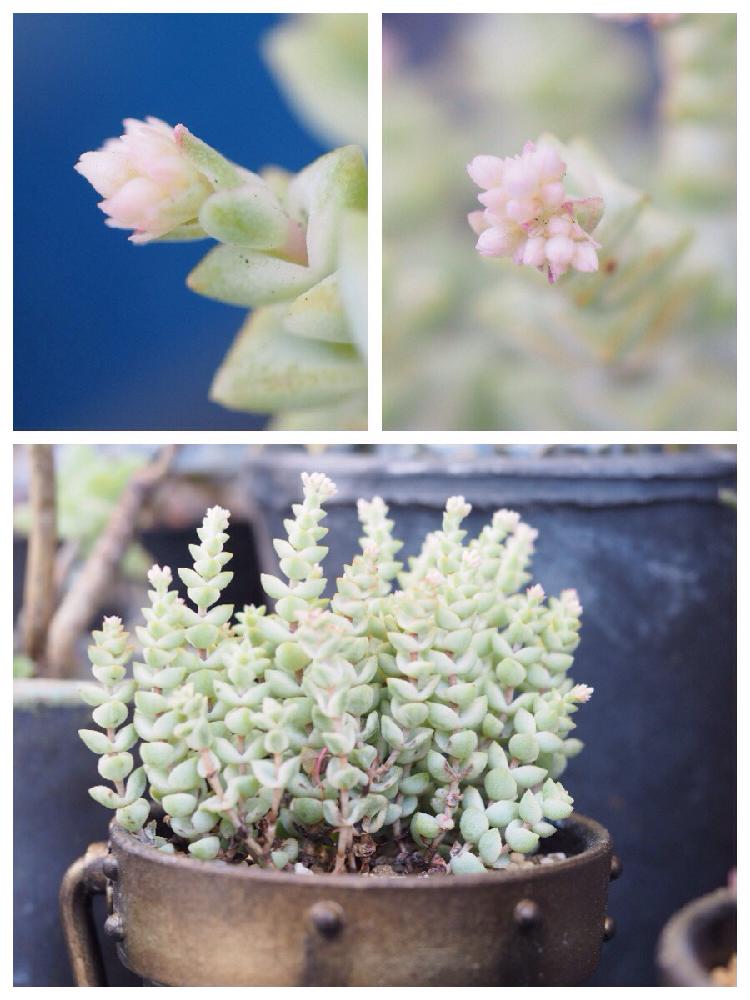 バルコニー/ベランダの画像 by suiseiさん | バルコニー/ベランダとパステルと花芽と多肉植物とタニパトとクラッスラ属とベランダ多肉とノンフィルターと北海道タニラーと多肉好きな人と繋がりたいとタニラーと多肉初心者