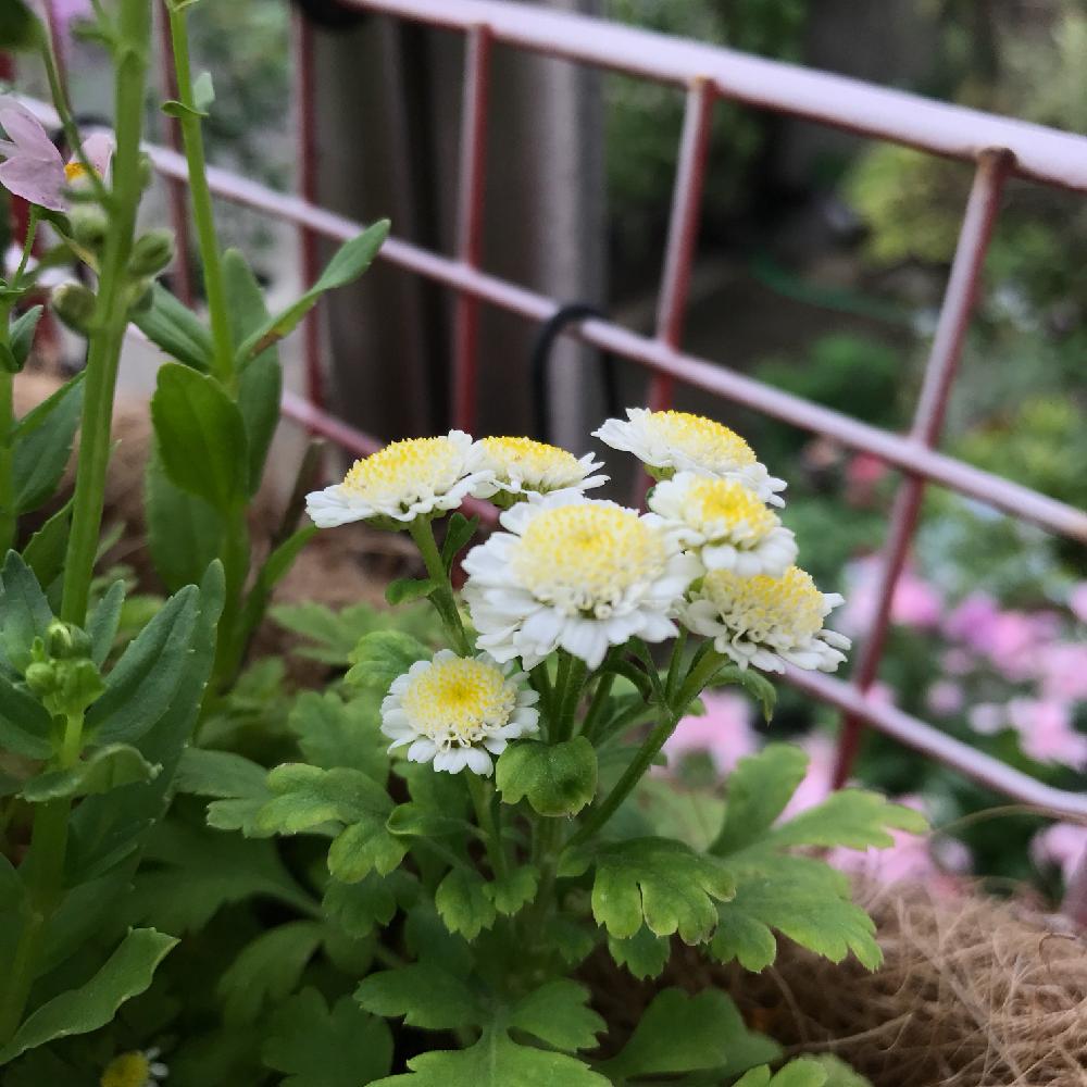 小さな庭の画像 by tekさん | 小さな庭とマトリカリアとキュンキュン乙女倶楽部とホワイトの花と大ちゃん頑張れとキク科とキュンキュン乙女倶楽部No.144と鉢植えとガーデニングと頑張れ♡えっこ