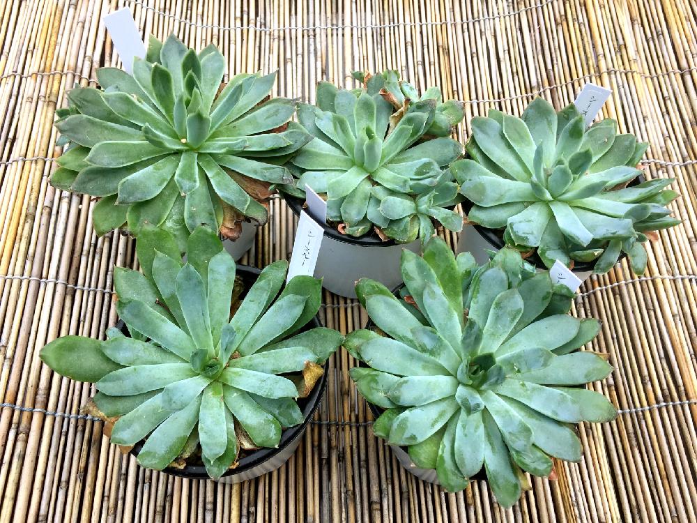 の画像 by かずさん | シースルーと多肉植物と見切りと救出!!とエケベリア属とタニラーと100円と発見‼️