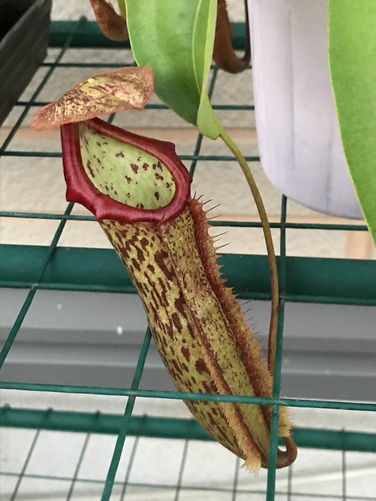 玄関の画像 by 春かいろさん | 玄関とウツボカズラと食虫植物・ウツボカズラと食虫植物と珍奇植物とひとめぼれ