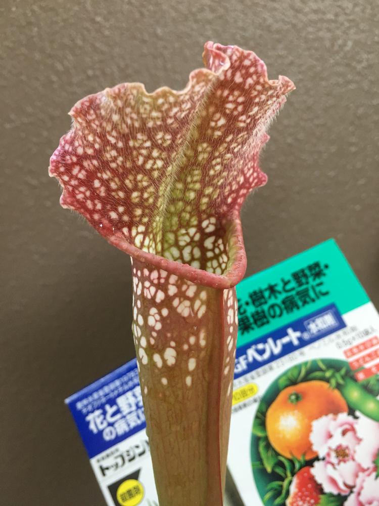 バルコニー/ベランダの画像 by コウさん | バルコニー/ベランダとサラセニア属とトップジンとサラセニア 交配種と植物男子と食虫植物と薬剤散布とベニカxファインスプレーと駄温鉢と植中毒とベンレートと不思議とサラセニアと珍奇植物と花のある暮らしと食虫植物 サラセニアとサラセニア科と食虫植物広め隊
