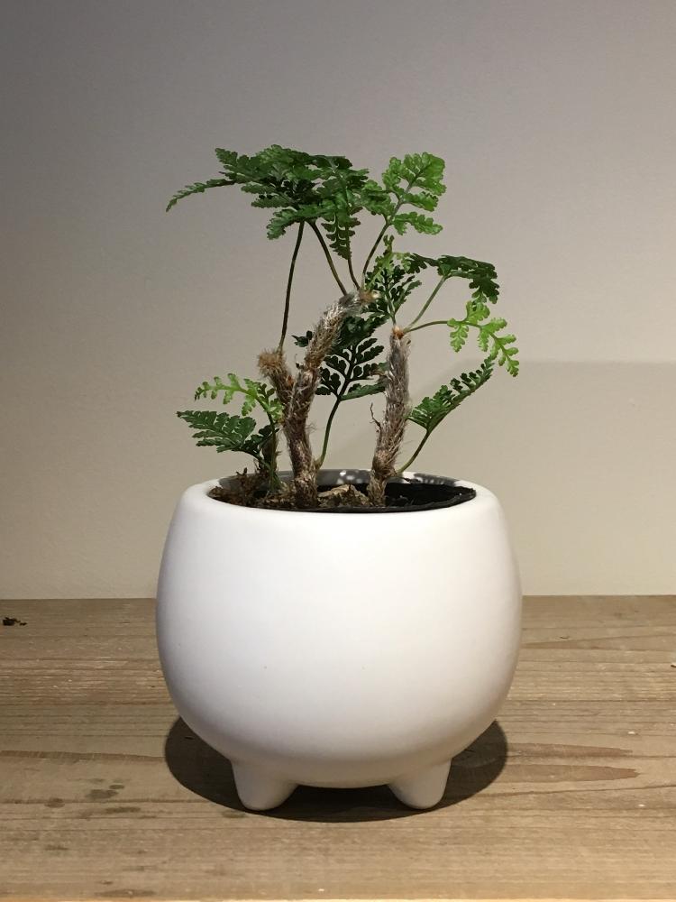 の画像 by Royal Gardener's Clubさん | トキワシノブと観葉植物と植物のある暮らしと園芸店とベランダガーデニングとガーデニングショップと緑のある暮らしとトキワシノブ着生とガーデニングツールと鉢植えとガーデニングと花のある暮らしと奥沢と植木鉢と自由が丘とインテリアグリーンとグリーン