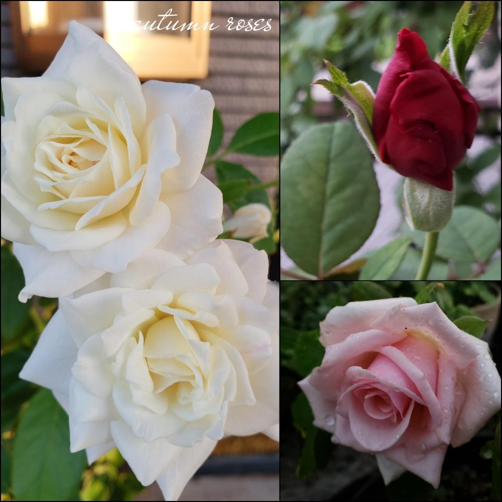 の画像 by hanamizukiさん | セイレーンと薫乃とアイスバーグとスマホ撮影とばら バラ 薔薇とあなたに夢中と挿し木と エレガンスと秋の朝と薔薇♪と挿し木の薔薇とかわいいな♡とバラ・ミニバラとビューティホー