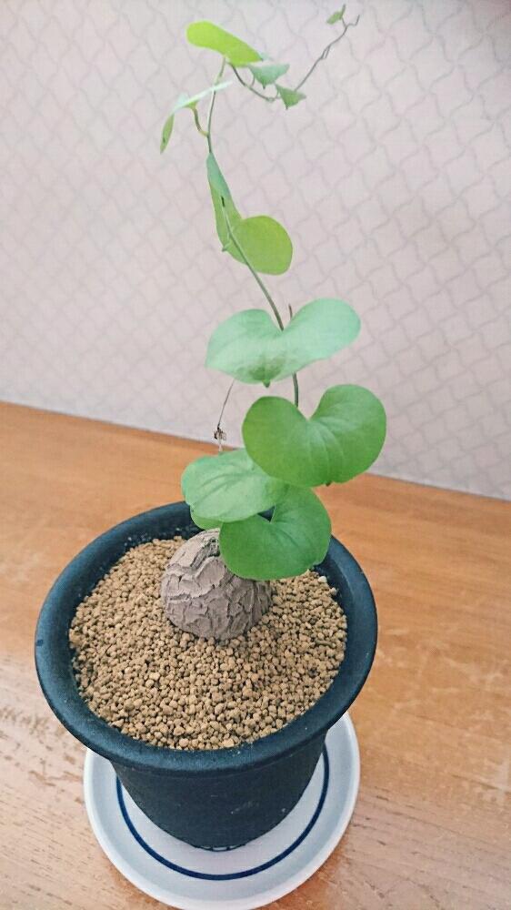 バルコニー/ベランダの画像 by ピーママさん | バルコニー/ベランダと多肉植物と塊根植物のある暮らしと塊根植物とフィールと塊根植物初心者とバルコニスト