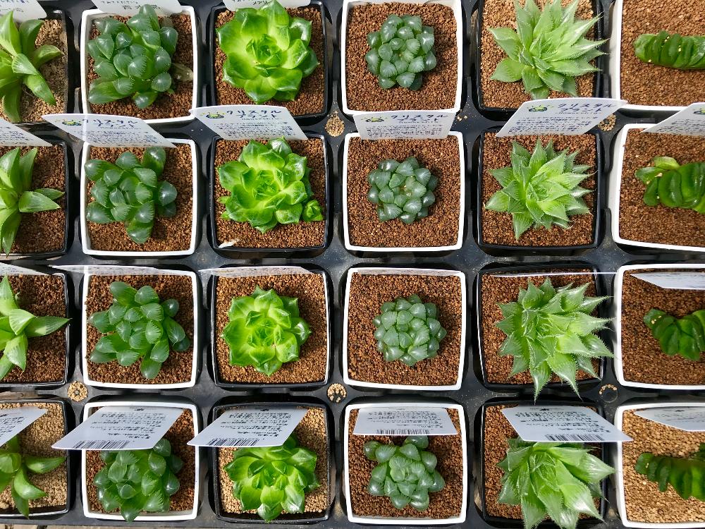 インテリアの画像 by Flower Villageさん | インテリアと多肉植物と観葉植物とボタニカルライフとハオルチア属と寄せ植えと園芸店とGS映えと鷺沼と植中毒とクリスタルプランツとフラワービレッジとタニラーと観葉植物のある暮らしと珍奇植物と花のある暮らしとflowervillageとカクタス長田とビザールプランツ