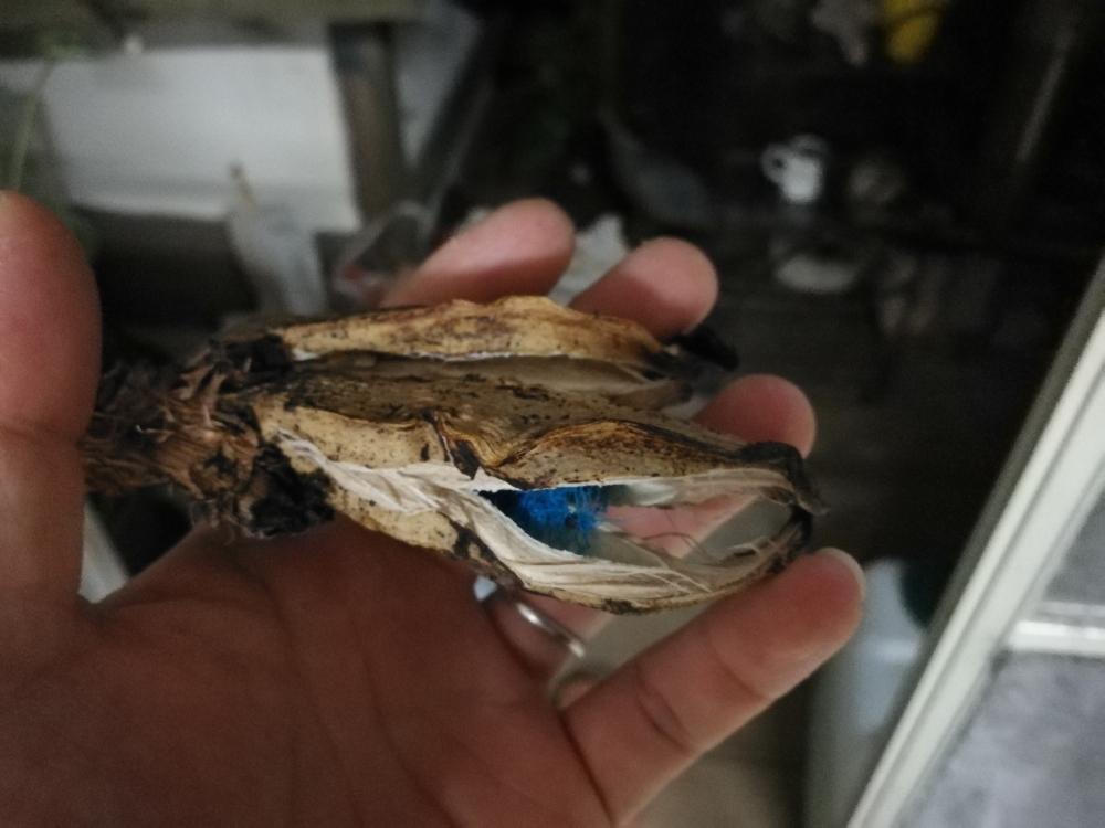 バルコニー/ベランダの画像 by モンパさん | バルコニー/ベランダとオオギバショウの種と自然の芸術品と南国植物とGS映えと植業病と自然の美とGS植物うちなーぐち会