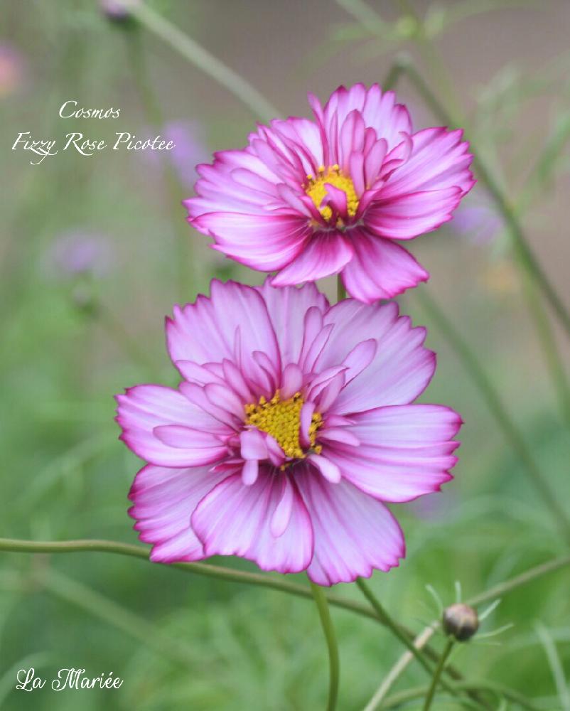 お出かけ先の画像 by La Mariéeさん | お出かけ先とコスモスと今日のお花と秋コスモスとフィジーローズピコティとコラレット咲き