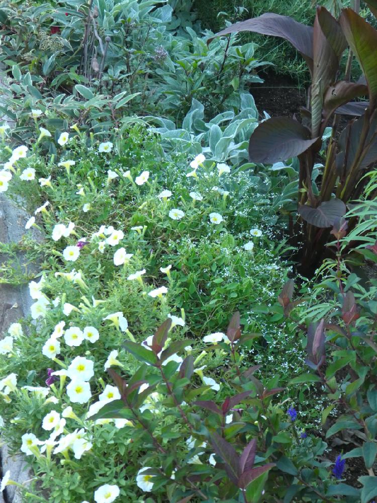 の画像 by 花温♪さん | 植物のある暮らしと雨に輝くと花壇とナチュラルガーデンと花壇の記録用とカンナ。と工場からの風景とガーデニング